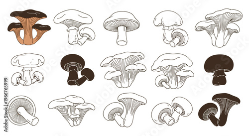 Assortment of mushroom illustrations featuring chanterelles and button mushrooms in line art, silhouette, and colored versions.
