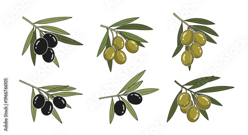 Set of olive branches with ripe green and black olives is illustrated in a detailed style for Mediterranean food product packaging.