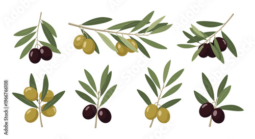 collection of olive branches with green and black olives and leaves arranged in various clusters on a plain white background.
