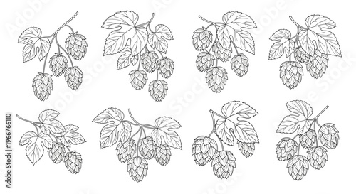detailed black and white line art illustrations of hop clusters on branches with leaves in various orientations on white background.