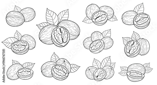 Hand drawn vintage style illustrations of walnuts with leaves showing whole nuts and halves with the kernel visible for design sets.