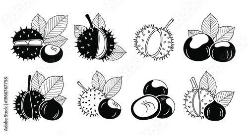 Black and white sketches of horse chestnuts in prickly husks with leaves for botanical study and autumn season nature themed illustrations.