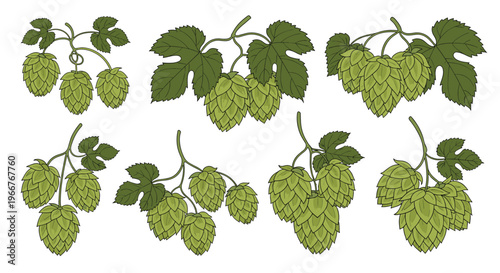 Detailed botanical sketches of green hop cones with leaves used for beer brewing and herbal medicine in a vintage hand drawn style.