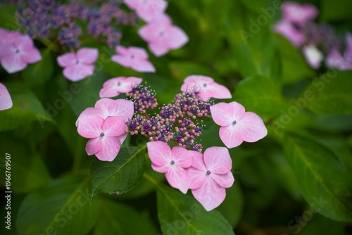 額紫陽花