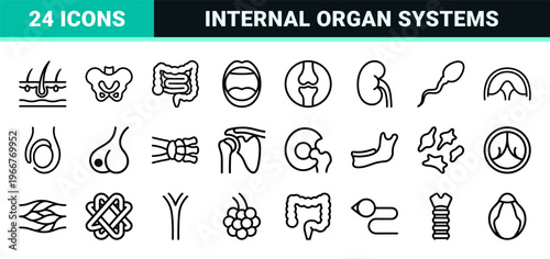 Human Anatomy and Biological Systems Minimalist Monoline Geometric Line Art representing Medical Organs and Body Structures for Healthcare Design