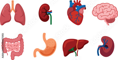 Human internal organs illustration set including lungs kidney heart brain liver stomach and intestines medical anatomy healthcare vector isolated collection