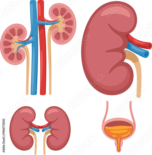 Human kidney anatomy set with renal cross section ureters and urinary bladder medical healthcare concept detailed vector illustration isolated on white background