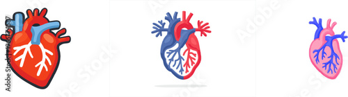 A professional 2D flat illustration of a human heart showcases intricate branching veins and arteries in contrasting blue and red hues, with clean muscle fiber segments
