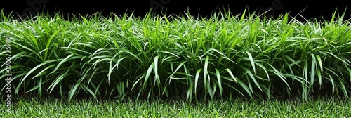 Vibrant Green Meadow Grass Background Texture with Lush Foliage and Natural Elements for Design Use