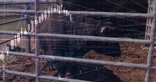 Standing dark bovine behind metal rails in muddy pen, showing candlestick charts overlay