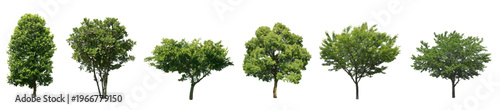 Front View Vector Icons of Trees and Plants for Floor Plan and Architectural Design Projects	