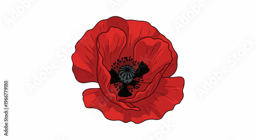 A single, vibrant red poppy with a black center and delicate petals
