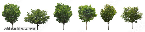Front View Vector Icons of Trees and Plants for Floor Plan and Architectural Design Projects	