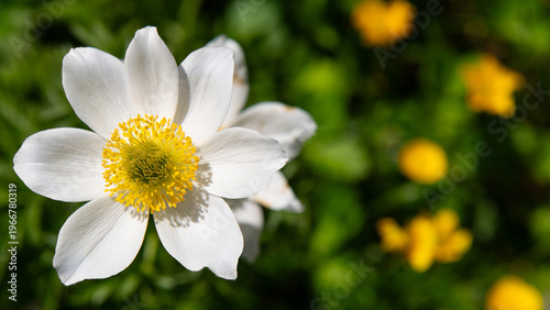White flower macro with yellow center on green blurred background