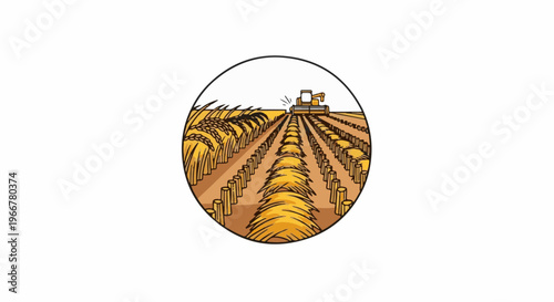 Harvesting golden wheat with a combine in a field, viewed from above