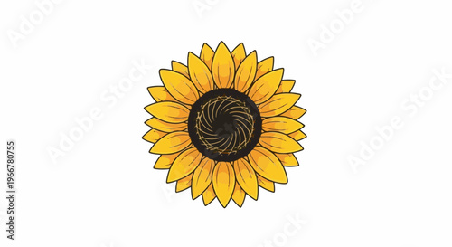 Single yellow sunflower with a dark center, isolated on white