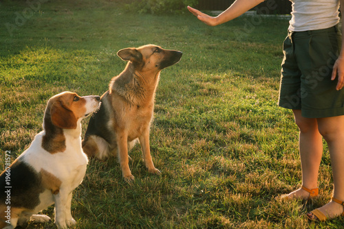Photography Woman hand giving 'stay' command to sitting Beagle and German Shepherd dogs on g