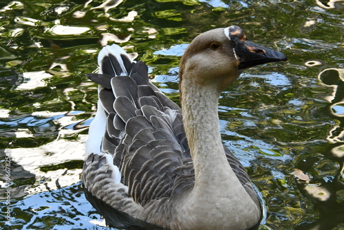 Wallpaper Mural Um lindo ganso cinzento dando a sua beleza e elegância no lago do Museu da República - Palácio do Catete - RJ Torontodigital.ca