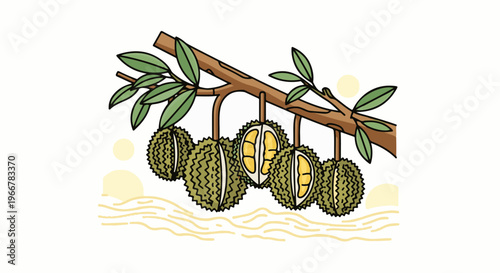 Ripe durian fruits hang from a branch with green leaves, under a hazy sun