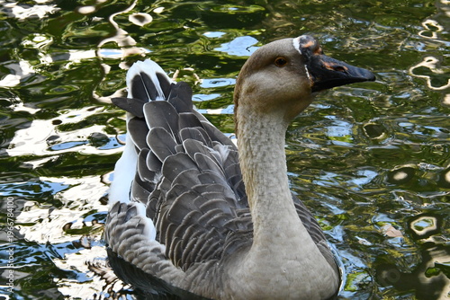 Wallpaper Mural Um lindo ganso cinzento dando a sua beleza e elegância no lago do Museu da República - Palácio do Catete - RJ Torontodigital.ca