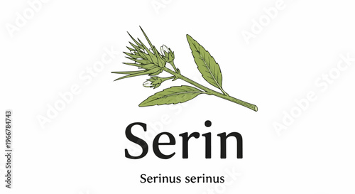 Scientific illustration of a plant branch with buds and leaves, labeled "Serin