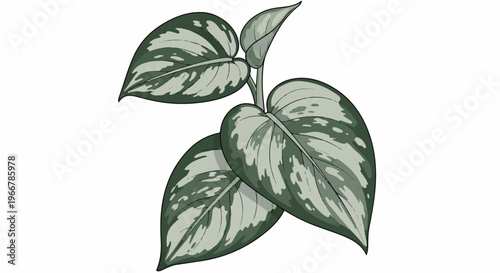 Illustration of a potted plant with variegated green and silver heart-shaped leaves