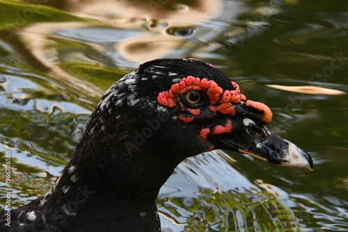 Wallpaper Mural Um belíssimo pato selvagem com a sua marca registrada das protuberâncias vermelhas no lago do Museu da República - Palácio do Catete - RJ Torontodigital.ca