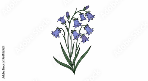 Delicate illustration of bluebell flowers with green leaves