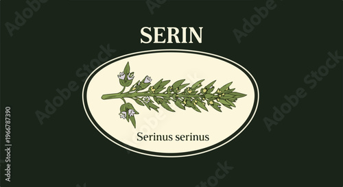 Illustration of a sprig of flowering plant labeled "SERIN" and "Serinus serinus