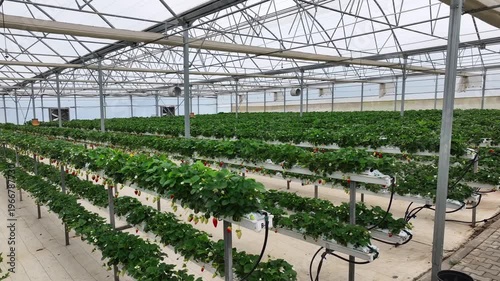 Drone View Inside Clean Hydroponic Strawberry Greenhouse – No People, High Tech Farming 4K
