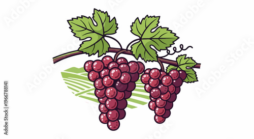 Two bunches of ripe red grapes hang from a vine with green leaves
