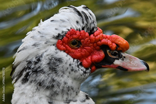 Wallpaper Mural Um belíssimo pato selvagem com a sua marca registrada das protuberâncias vermelhas no lago do Museu da República - Palácio do Catete - RJ Torontodigital.ca