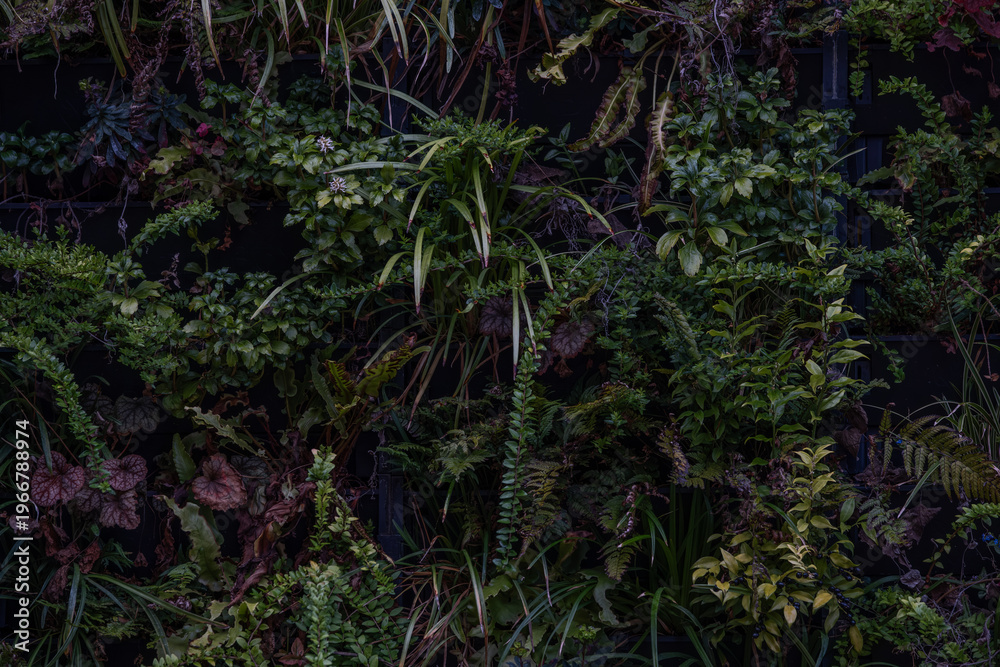 Fototapeta premium Dense green wall texture with plants vertical garden natural background