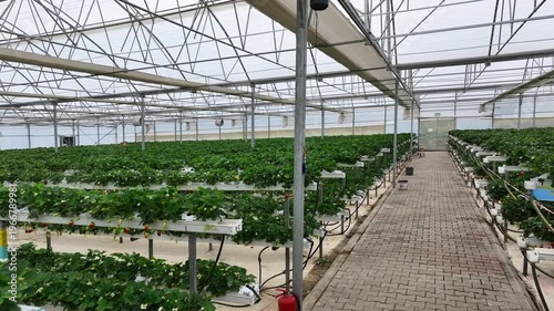 Drone View Inside Clean Hydroponic Strawberry Greenhouse – No People, High Tech Farming 4K