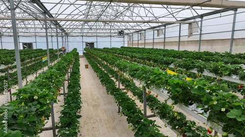 Drone View Inside Clean Hydroponic Strawberry Greenhouse – No People, High Tech Farming 4K