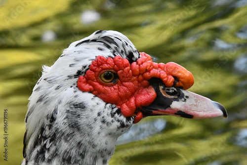 Wallpaper Mural Um belíssimo pato selvagem com a sua marca registrada das protuberâncias vermelhas no lago do Museu da República - Palácio do Catete - RJ Torontodigital.ca
