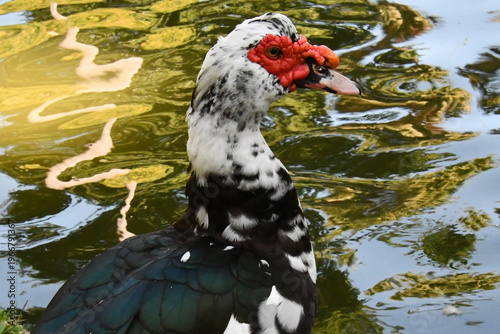 Wallpaper Mural Um belíssimo pato selvagem com a sua marca registrada das protuberâncias vermelhas no lago do Museu da República - Palácio do Catete - RJ Torontodigital.ca