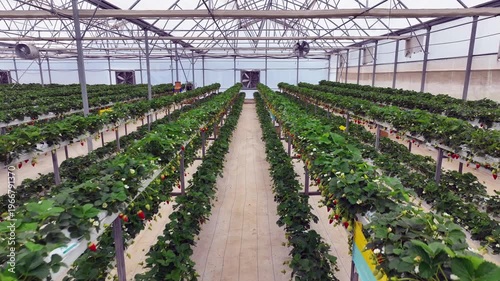 Drone View Inside Clean Hydroponic Strawberry Greenhouse – No People, High Tech Farming 4K