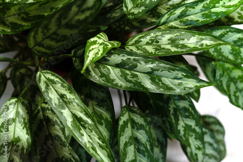Variegated green houseplant leaves with patterned foliage texture