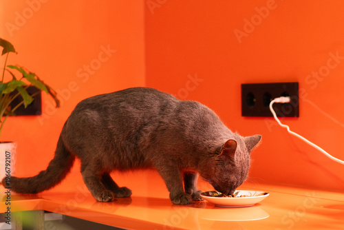 Gray domestic cat eating food from small plate indoors