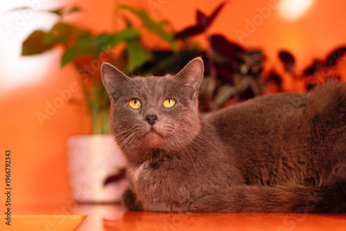 Gray domestic cat lying and looking forward indoors