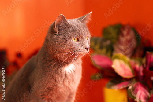 Gray domestic cat close-up side profile with soft background