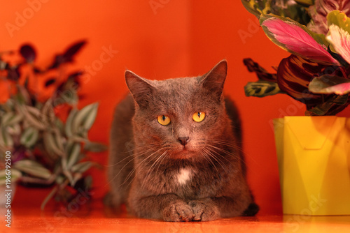 Gray domestic cat lying with paws together on orange surface
