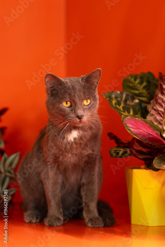 Gray domestic cat portrait with direct gaze indoors