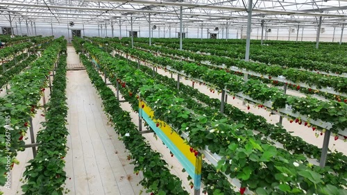 Drone View Inside Clean Hydroponic Strawberry Greenhouse – No People, High Tech Farming 4K