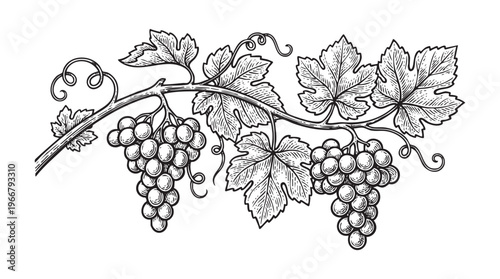 Engraved of grapevines with bunches of grapes and detailed ink engraving line black png