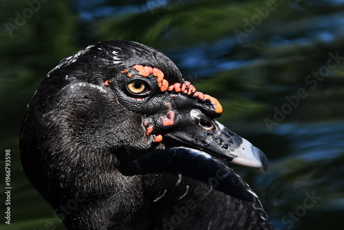 Wallpaper Mural Um belíssimo pato selvagem com a sua marca registrada das protuberâncias vermelhas no lago do Museu da República - Palácio do Catete - RJ Torontodigital.ca
