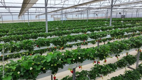 Drone View Inside Clean Hydroponic Strawberry Greenhouse – No People, High Tech Farming 4K
