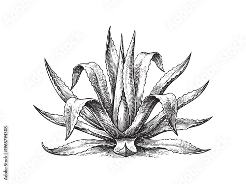Vintage black and white engraving of an agave plant with spiky leaves on a ink line png