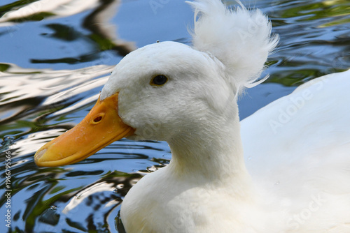 Wallpaper Mural Belíssima marreca pompom no lago do Museu da República - Palácio do Catete - RJ Torontodigital.ca